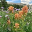 Utah Wildflowers – FineGardening